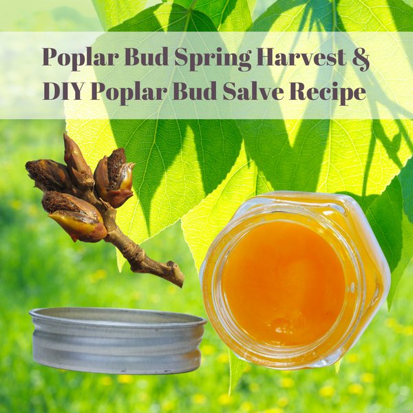 Poplar Buds: A Divine Spring Harvest & Poplar Bud Salve Recipe