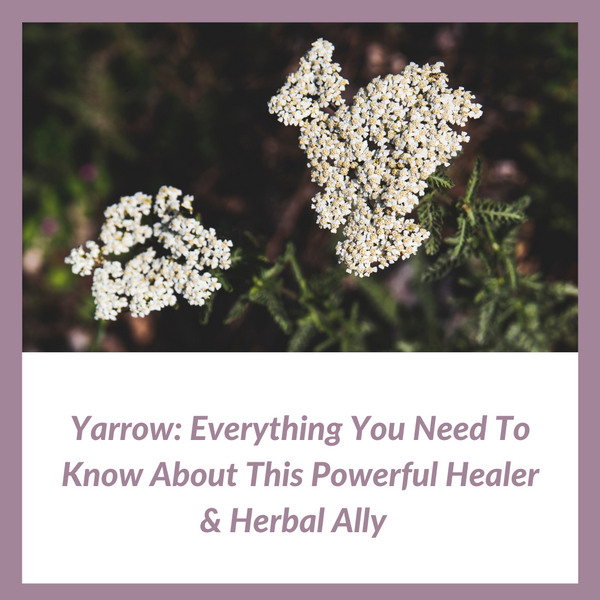 Yarrow: Everything You Need To Know About This Powerful Healer & Herbal Ally